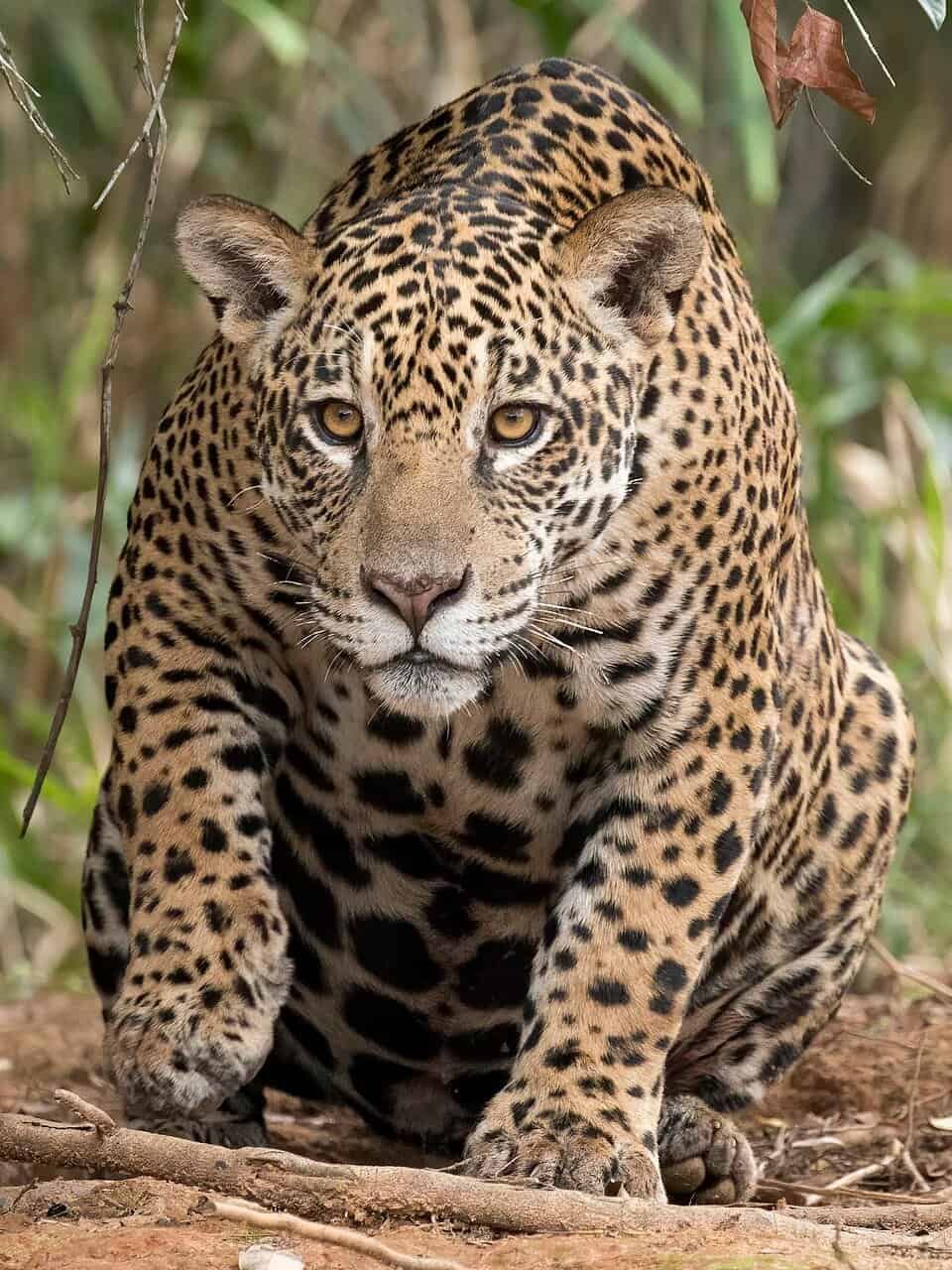 pantanal onça pintada turismo sustentavel brasil credits charles j. sharp